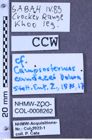 Etikett zu Campsosternus candezei (Dohrn, 1873)